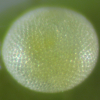 Egg of Green-banded Line-blue - Nacaduba cyanea arinia